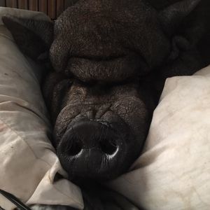 Meet your Posher, Jackie